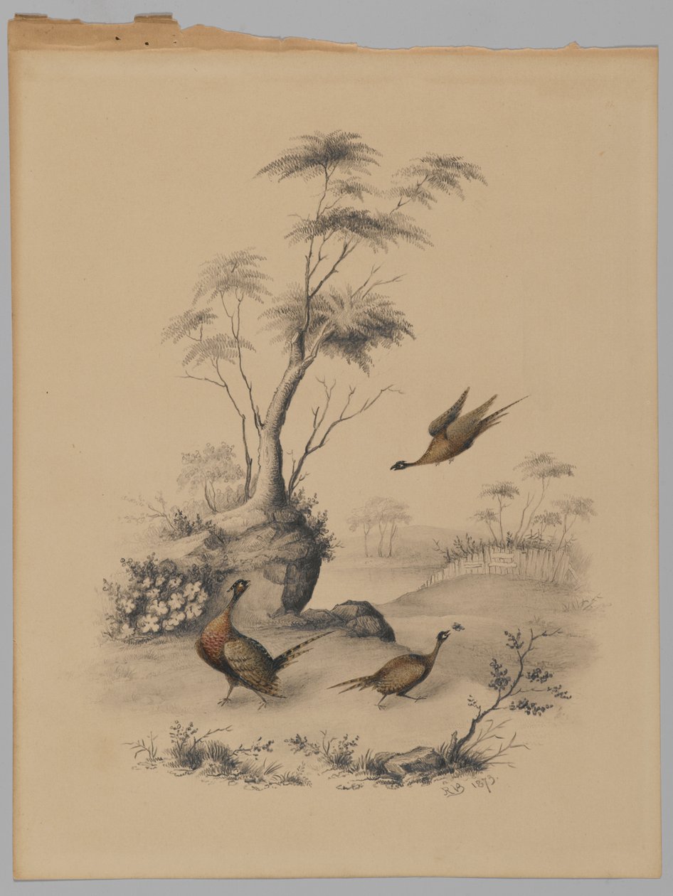 Három fácán, 1873 (grafit és WC papíron) alkotó: James Ryder van Brunt