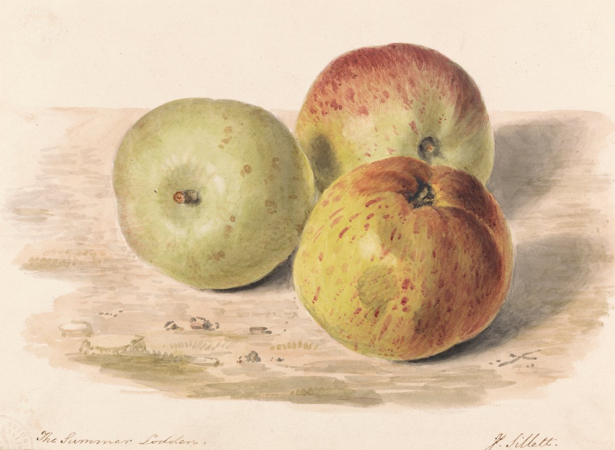 The Summer Lodden, 1832. szeptember: Csendélet-tanulmány három almáról alkotó: James Sillett