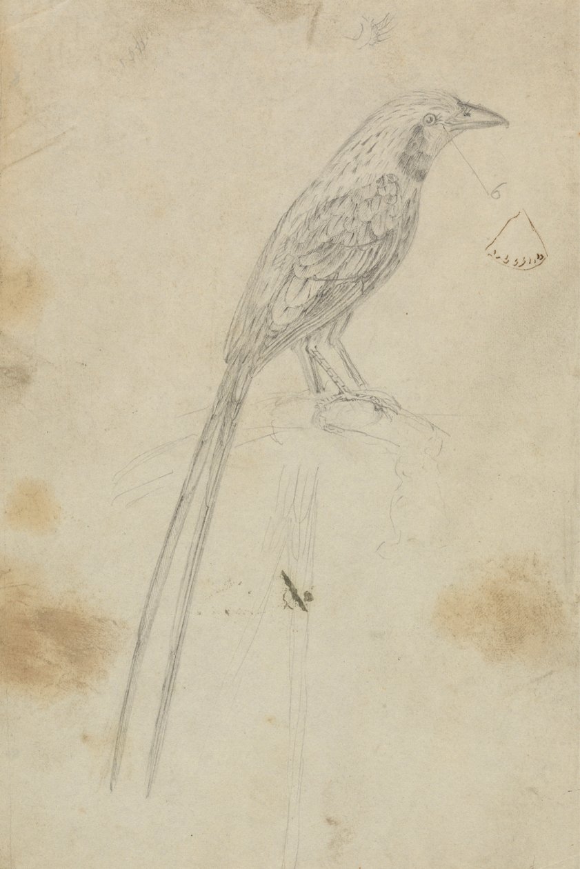 Egy madár alkotó: James Sowerby