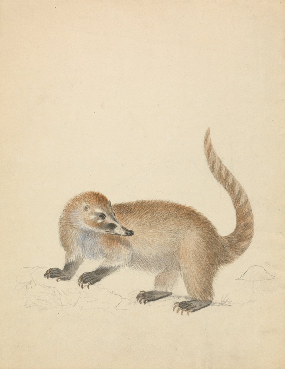 Coatimunditól alkotó: James Sowerby