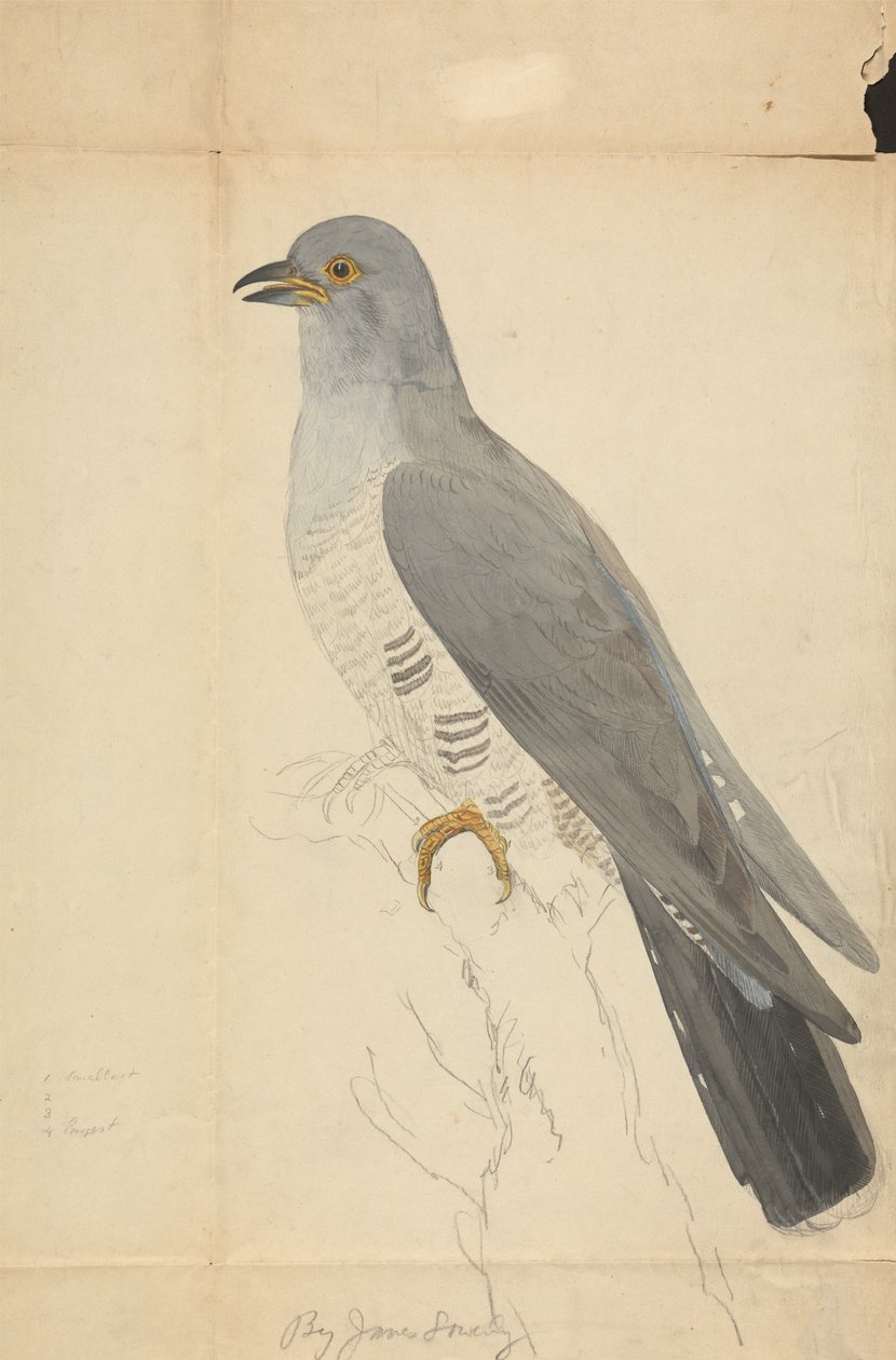A Dove-nál alkotó: James Sowerby