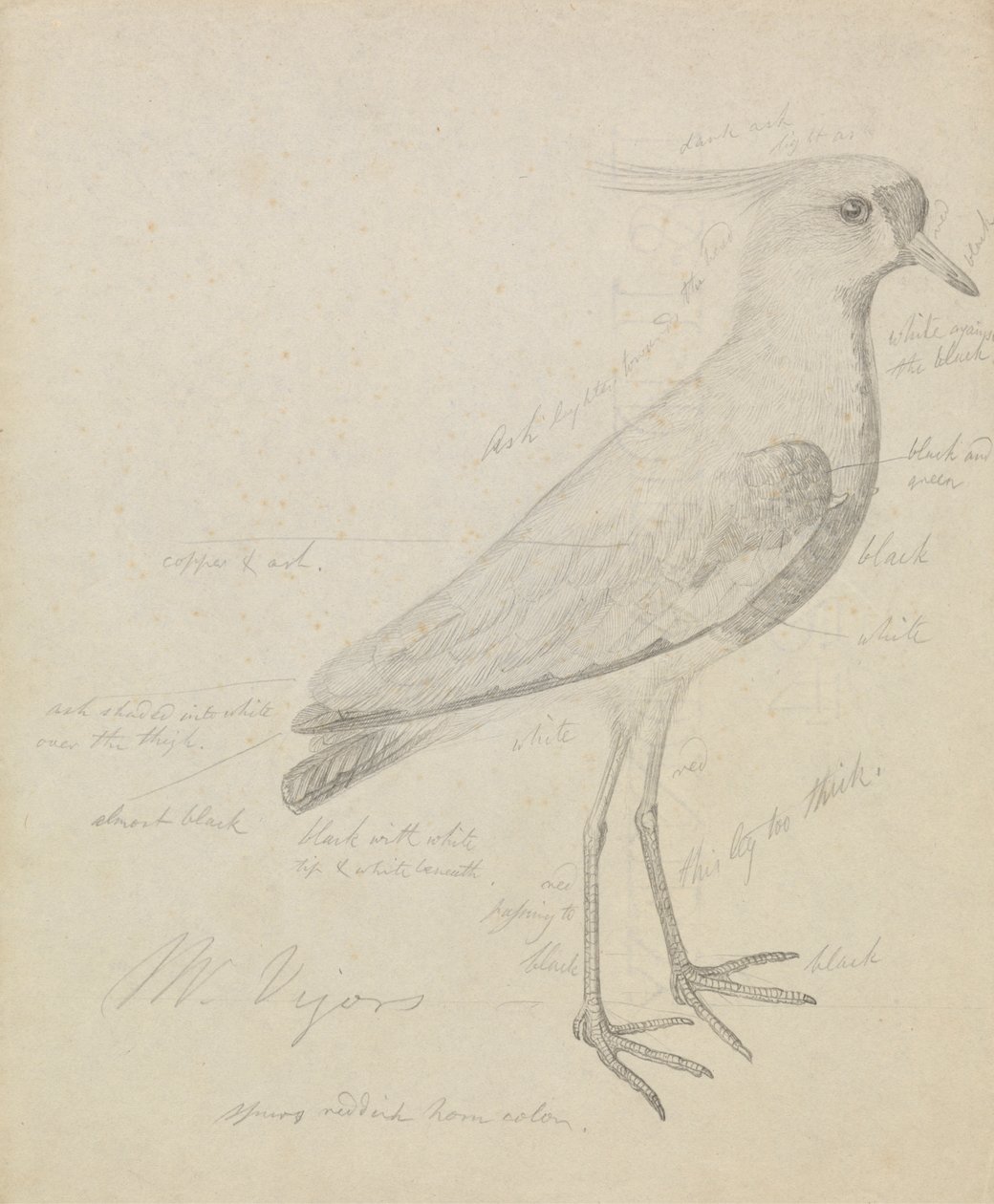 Egy laposszárnyú alkotó: James Sowerby