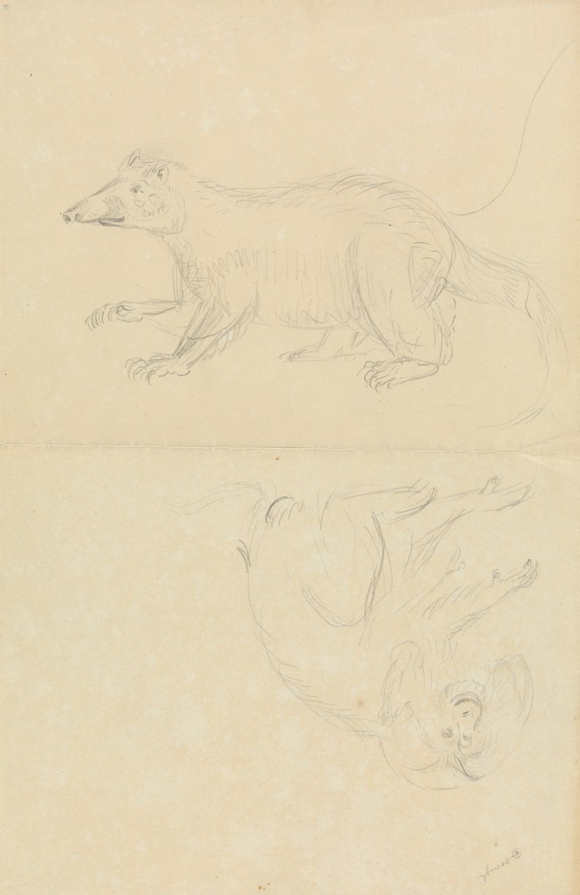 Egy emlős (coatimundi?) és egy főemlős (Marmoset?). AN Coatimundi és egy oroszlánfejű selyemmajka alkotó: James Sowerby