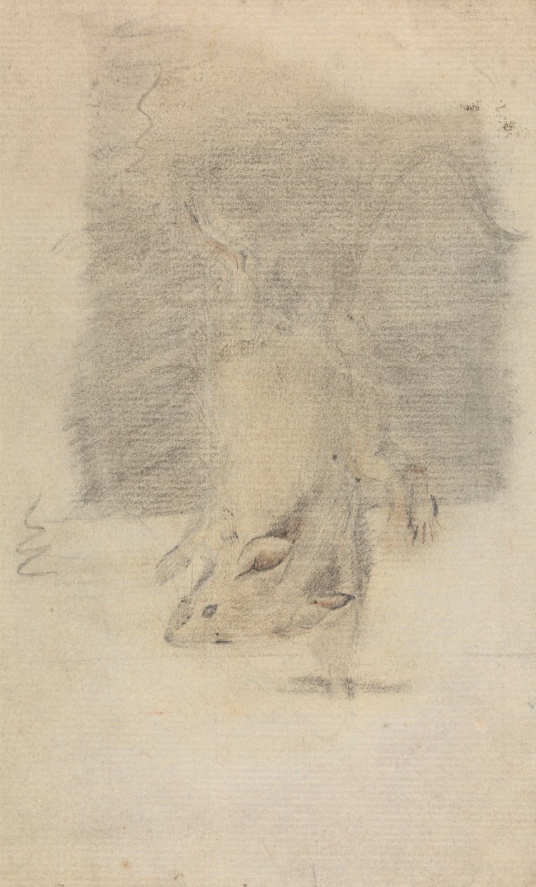 Egy egér alkotó: James Sowerby