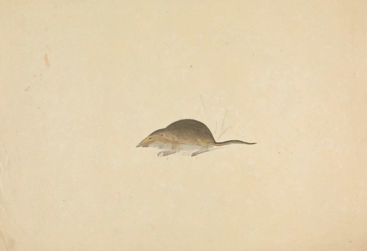 Egy cicus alkotó: James Sowerby