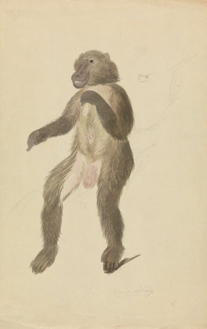 Egy mandrill alkotó: James Sowerby