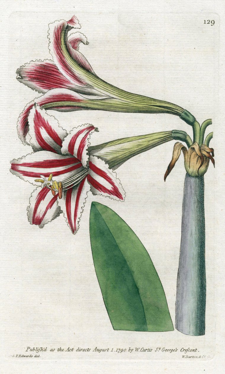 Amaryllis Variete, eredetileg Dél-Amerikából – James Sowerby (1757-1822) litográfiája, William Curtis (1746-1799) a Botanical Magazine-ból alkotó: James Sowerby