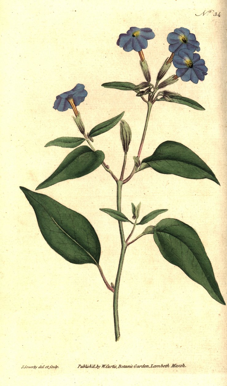 Amerikai browallie - Jamaicai nefelejcs, ametiszt virág, vagy bokor ibolya, Browallia americana (Tall browallia, Browallia elata). James Sowerby kézzel színezett rézmetszet és botanikai illusztrációja William Curtis The Botanical Magazine-jából, alkotó: James Sowerby