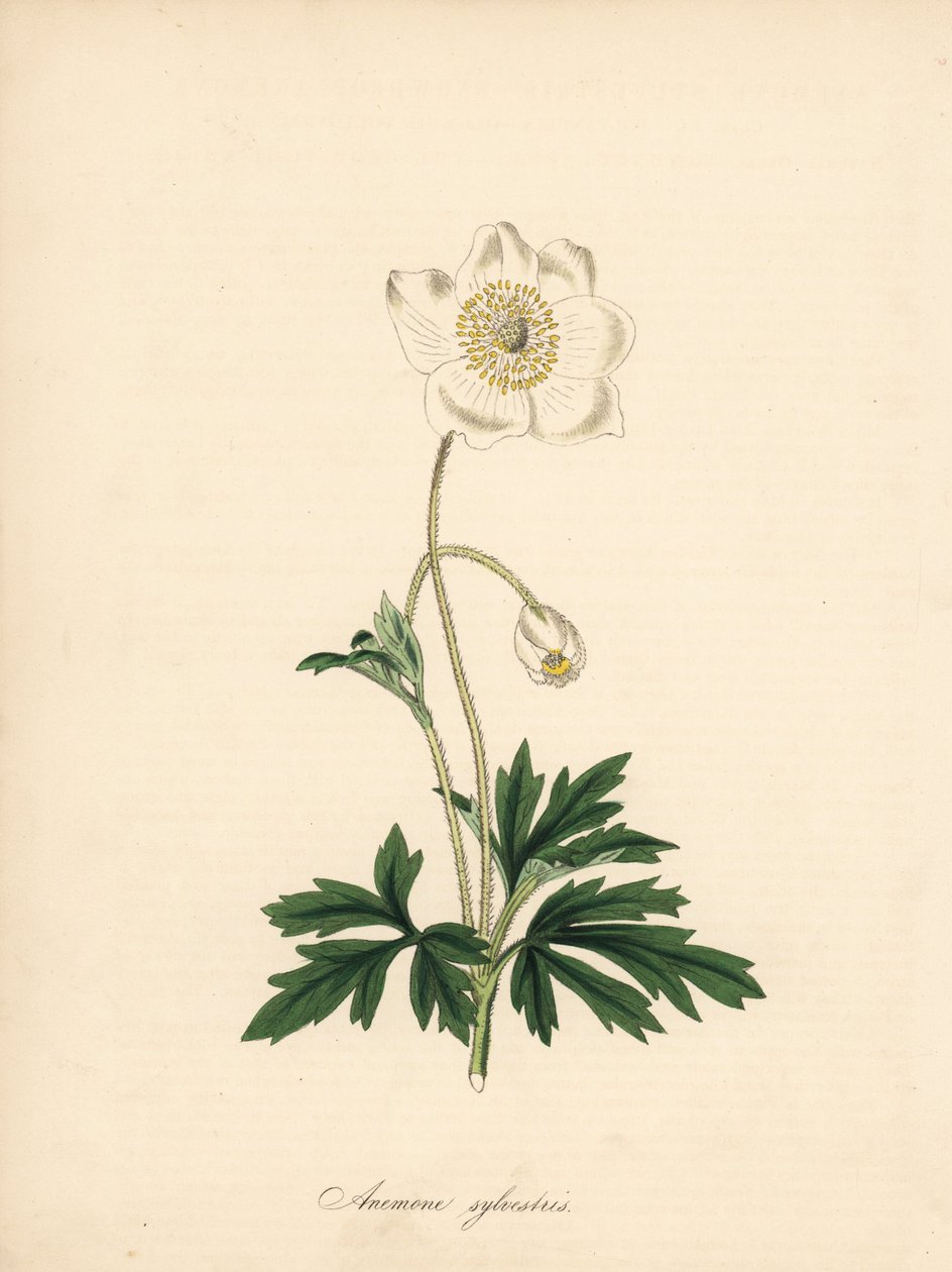 A fúrószárak kökörcsinje - Hóvirág kökörcsin, Anemone sylvestris. James Sowerby William Curtis „Botanical Magazine”-ban megjelent illusztrációjából készült. C. Chabot kézi színű cinkográfoja, amelyet Miss M. A. Burnett rajzolt a „” Plantae Utiliores: vagy  alkotó: James Sowerby
