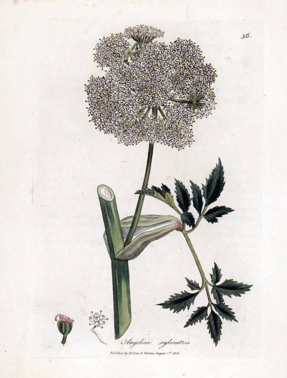 Angelique des bois ou sylvestris - Vad angyalgyökér, Angelica sylvestris. Kézzel színezett rézmetszet James Sowerby botanikai illusztrációjából (William Woodville) és Sir William Jackson Hooker "" Medical Botany" című művéből, John Bohn, London alkotó: James Sowerby