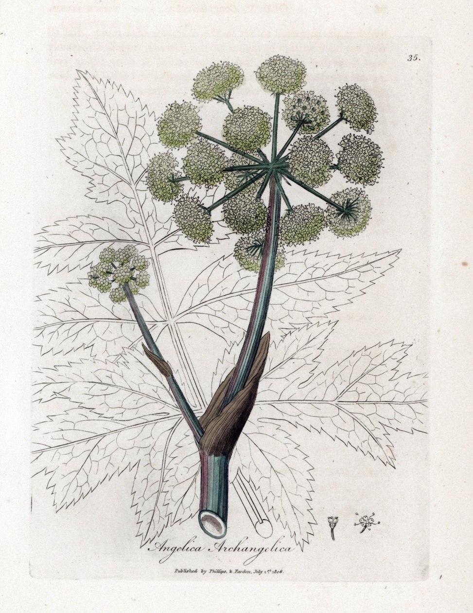 Angelique true vagy officinal vagy arhangelique - Garden angelica, Angelica archangelica. Kézzel színezett rézmetszet James Sowerby botanikai illusztrációjáról William Woodville-ből és Sir William Jackson Hooker „Orvosi botanikája”, John Bohn című művéből, alkotó: James Sowerby