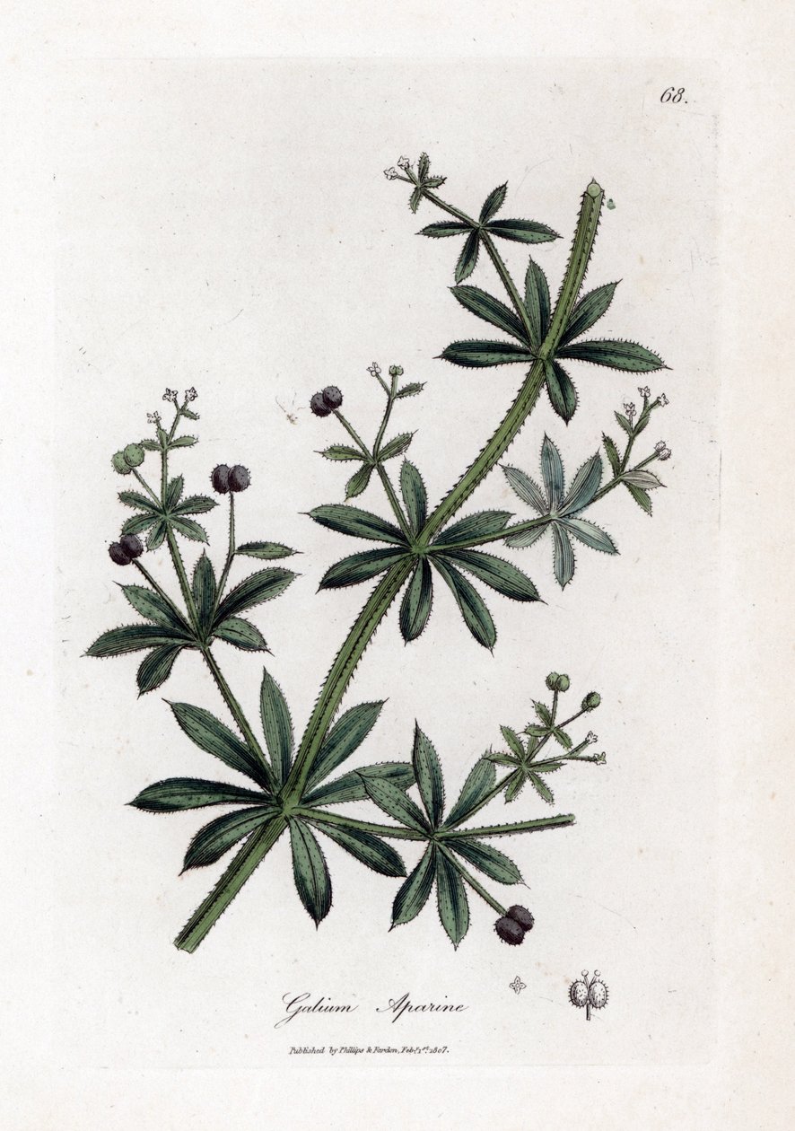 Ánizscukor vagy szórvány - Cleavers vagy libafű, Calium aparine. Kézzel színezett rézmetszet James Sowerby botanikai illusztrációjáról William Woodville-ből és Sir William Jackson Hooker "" Medical Botany" című művéből, John Bohn, London alkotó: James Sowerby