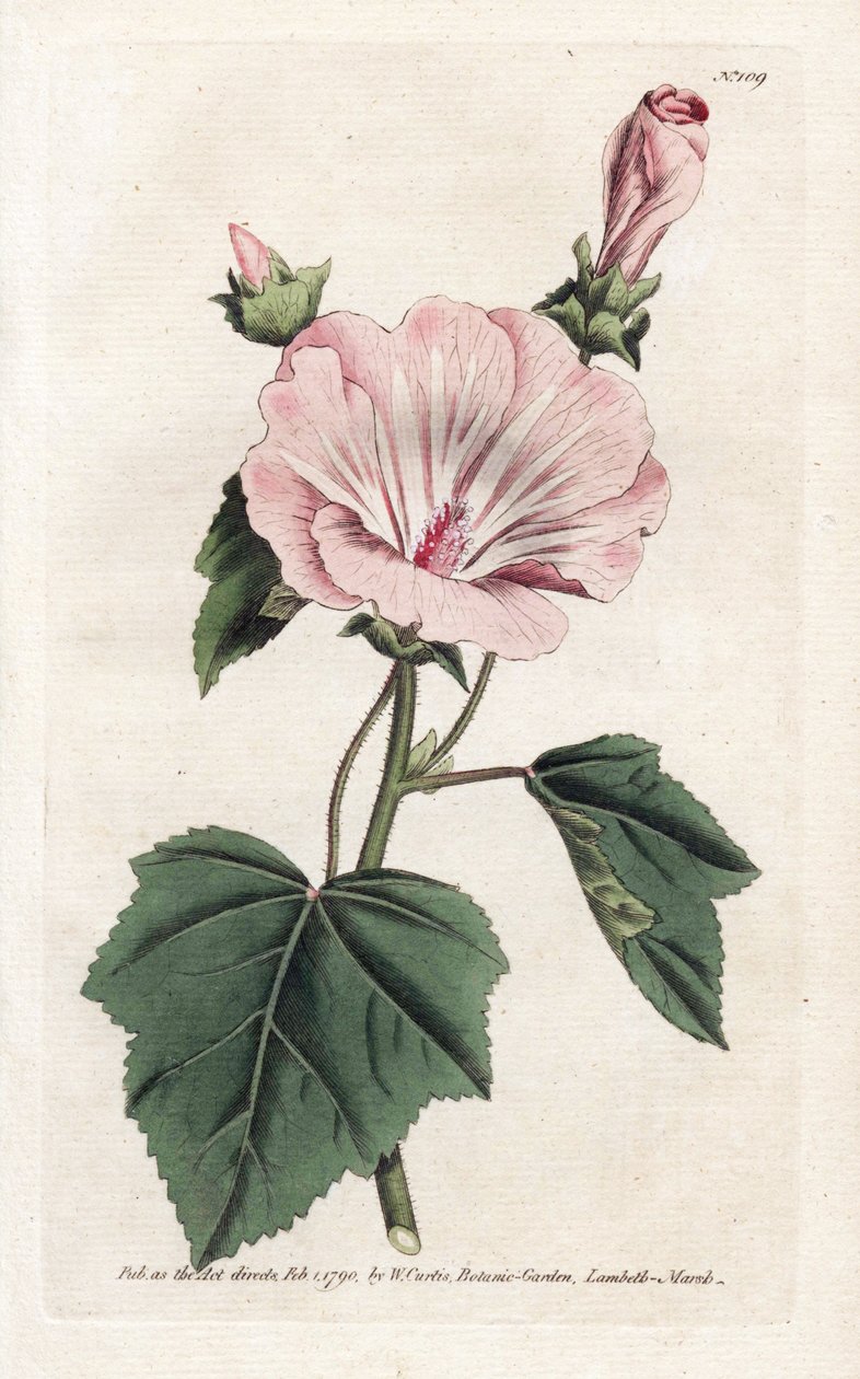 Éves lila vagy negyedéves lavór – James Sowerby (1757-1822) litográfiája, William Curtis Botanical Magazine (1746-1799) alkotó: James Sowerby