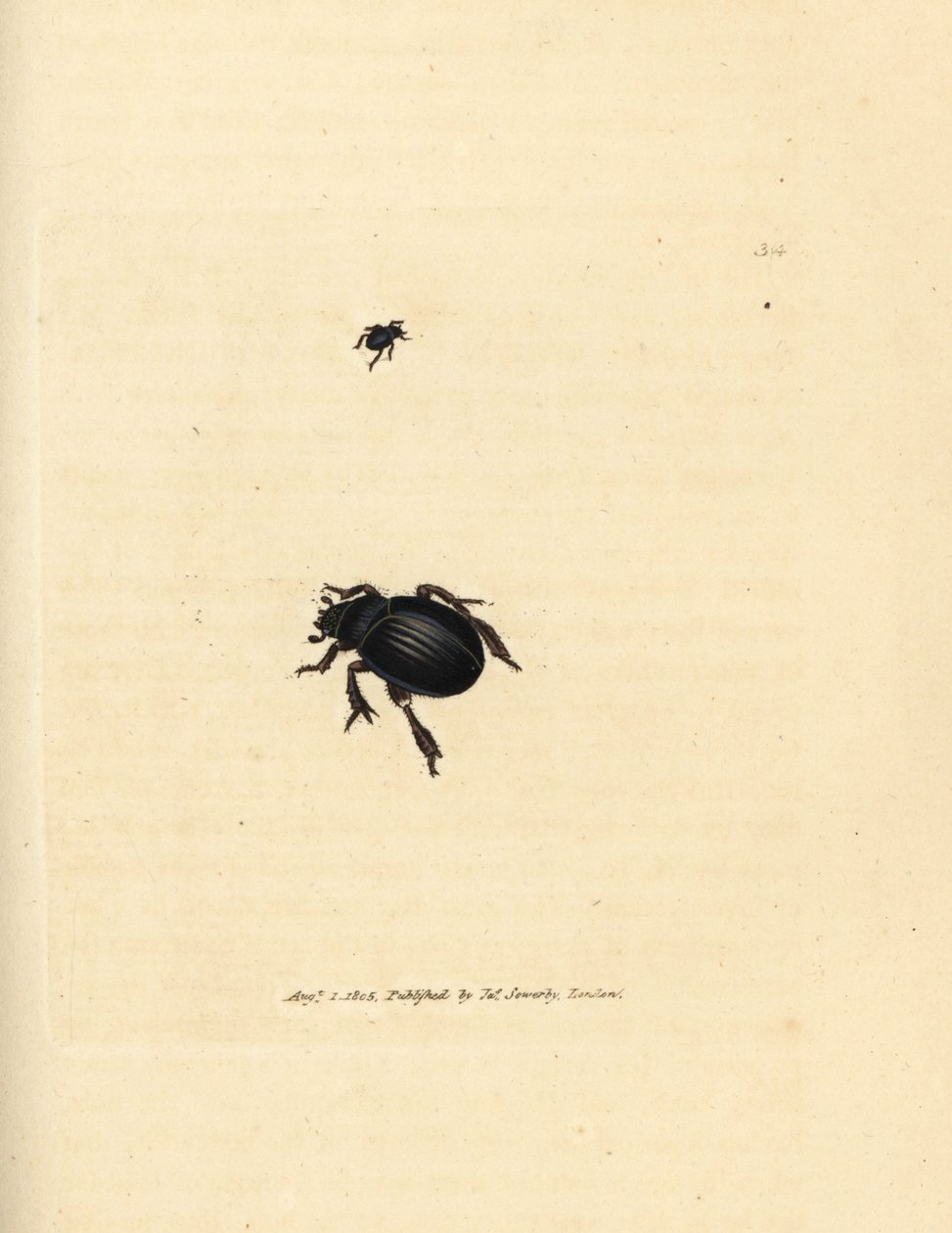 Aphodius arenarius bogár (Scarabaeus ovalis). James Sowerby kézi színű rézmetszete a The British Miscellany-ból, vagy új, ritka vagy kevéssé ismert állattémák színes figurái. alkotó: James Sowerby