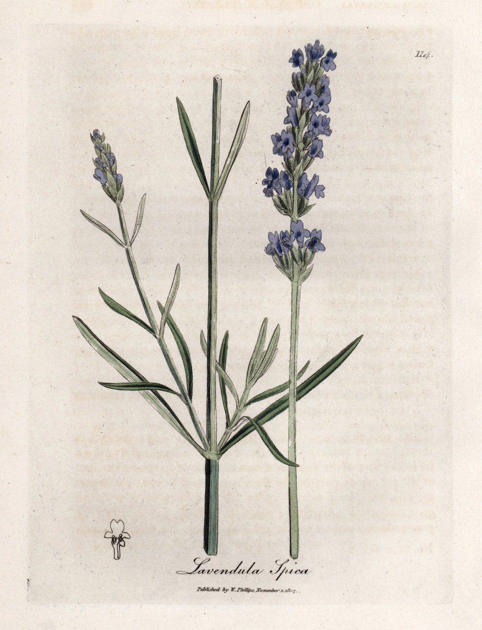 Apic levendula. Kézzel színezett rézmetszet James Sowerby (1757-1822) rajzából, Botanique Medicinale alkotó: James Sowerby