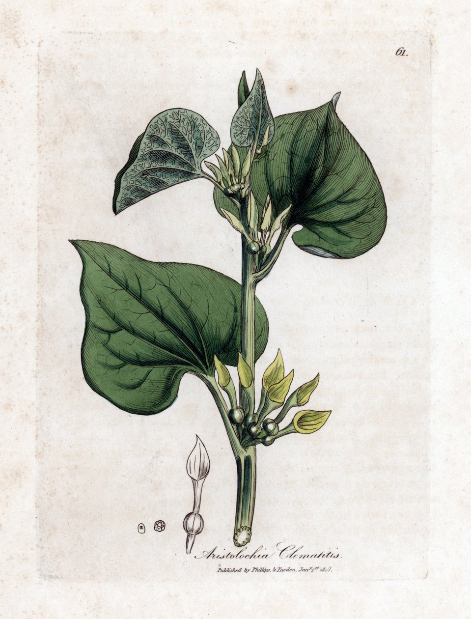Aristoloche klematit - Hegymászó anyafű, Aristolochia klematitis. Kézzel színezett rézmetszet James Sowerby botanikai illusztrációjából (William Woodville) és Sir William Jackson Hooker "" Medical Botany" című művéből, John Bohn, London alkotó: James Sowerby