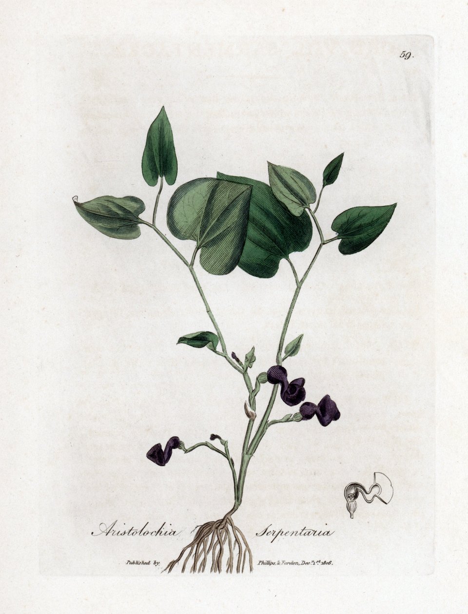 Aristoloche variete - Kígyógyökér születési fű, Aristolochia serpentaria. Kézzel színezett rézmetszet James Sowerby botanikai illusztrációjából (William Woodville) és Sir William Jackson Hooker "" Medical Botany" című művéből, John Bohn, London alkotó: James Sowerby