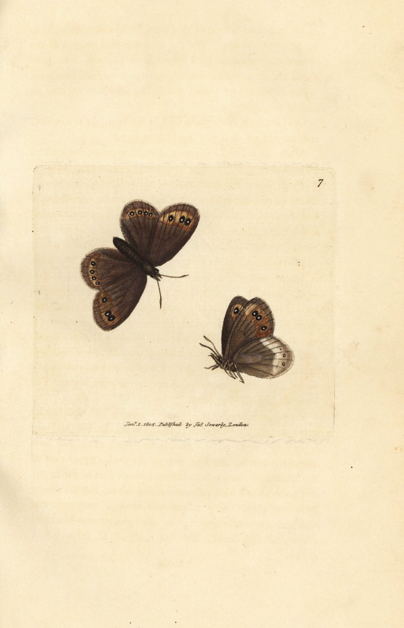Arran barna, Erebia ligea (Papilio ligea). James Sowerby kézi színű rézmetszete a The British Miscellany-ból, vagy új, ritka vagy kevéssé ismert állattémák színes figurái. alkotó: James Sowerby