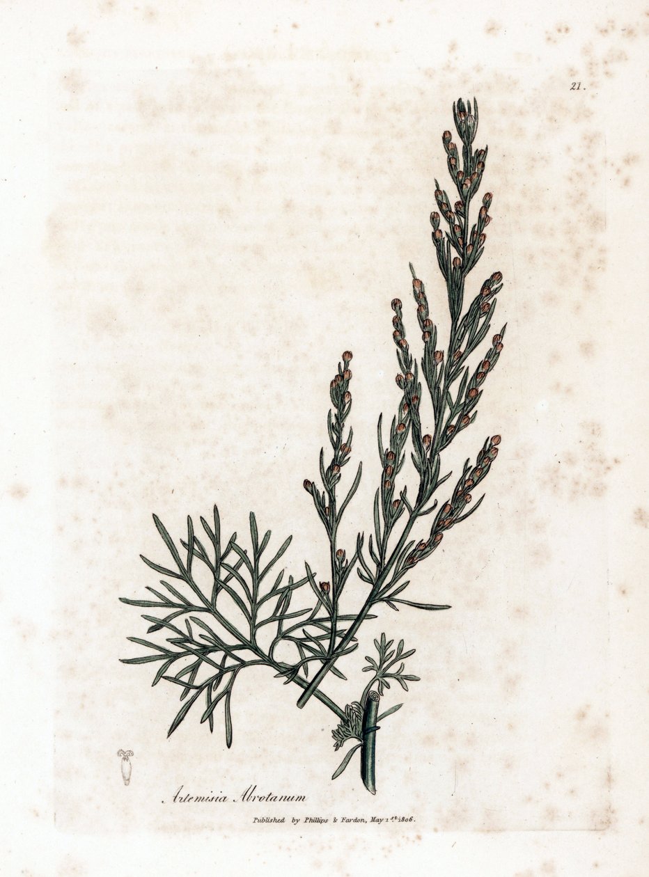 Aurone vagy citromfű vagy zsályás citromfű - Southernwood, Artemisia abrotanum. Kézzel színezett rézmetszet James Sowerby botanikai illusztrációjából (William Woodville) és Sir William Jackson Hooker „" Medical Botany" című művéből, John Bohn, London alkotó: James Sowerby
