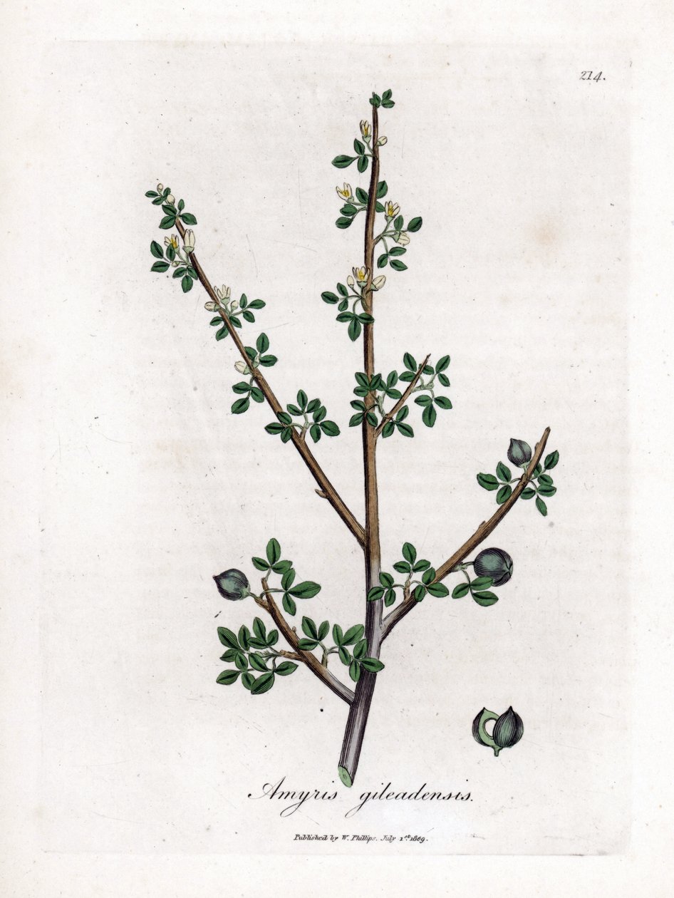 Mekka balzsam vagy Galaad balzsam - Mekka balzsam, Commiphora Gileadensis. Kézzel színezett rézmetszet James Sowerby botanikai illusztrációjából (William Woodville) és Sir William Jackson Hooker "" Medical Botany" című művéből, John Bohn, London alkotó: James Sowerby