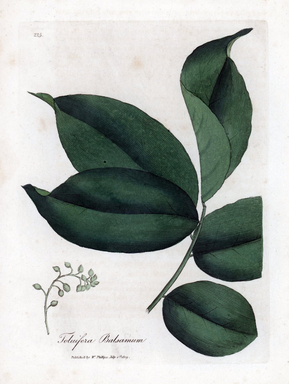 Tolufa balzsam, Myroxylon toluifera balsamum. Kézzel színezett rézmetszet James Sowerby botanikai illusztrációjából (William Woodville) és Sir William Jackson Hooker "" Medical Botany" című művéből, John Bohn, London alkotó: James Sowerby