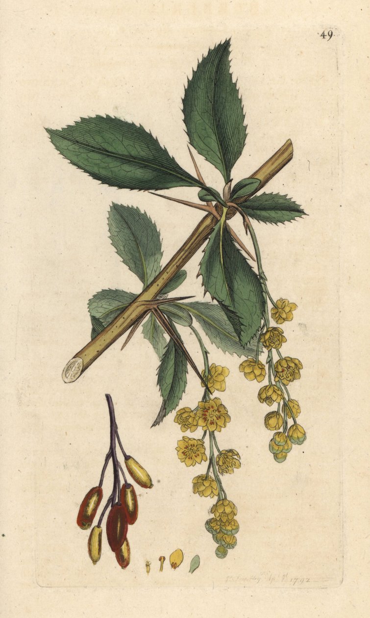 Borbolya, Berberis vulgaris (Vinettier vagy gerincborbolya) Kézi színű rézmetszet James Sowerby illusztrációja után James Smith angol botanikájából, London alkotó: James Sowerby