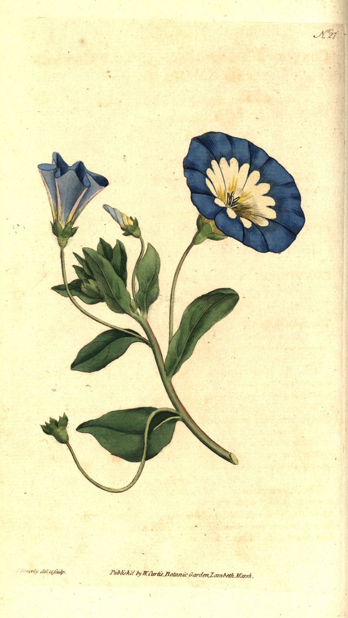 Gyönyörű napos vagy tricolor bindweed - Kis szálfű, Convolvulus tricolor. Kézzel színezett rézmetszet és botanikai illusztráció James Sowerbytől, William Curtis The Botanical Magazine-jából, Lambeth Marsh, London alkotó: James Sowerby