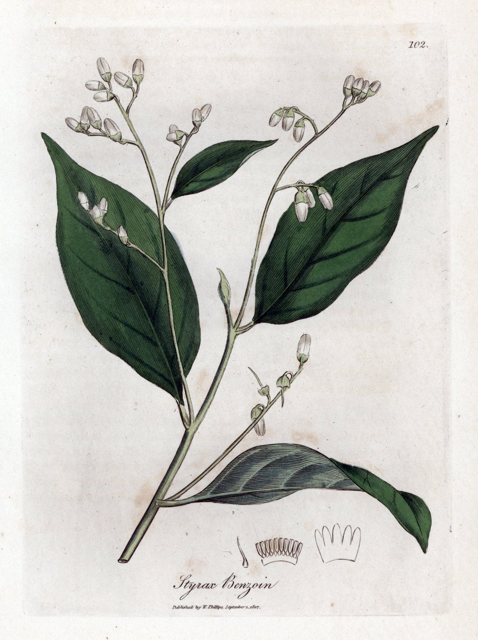 Benzoin - Benjamin fa, Styrax benzoin. Kézzel színezett rézmetszet James Sowerby botanikai illusztrációjából (William Woodville) és Sir William Jackson Hooker "" Medical Botany" című művéből, John Bohn, London alkotó: James Sowerby