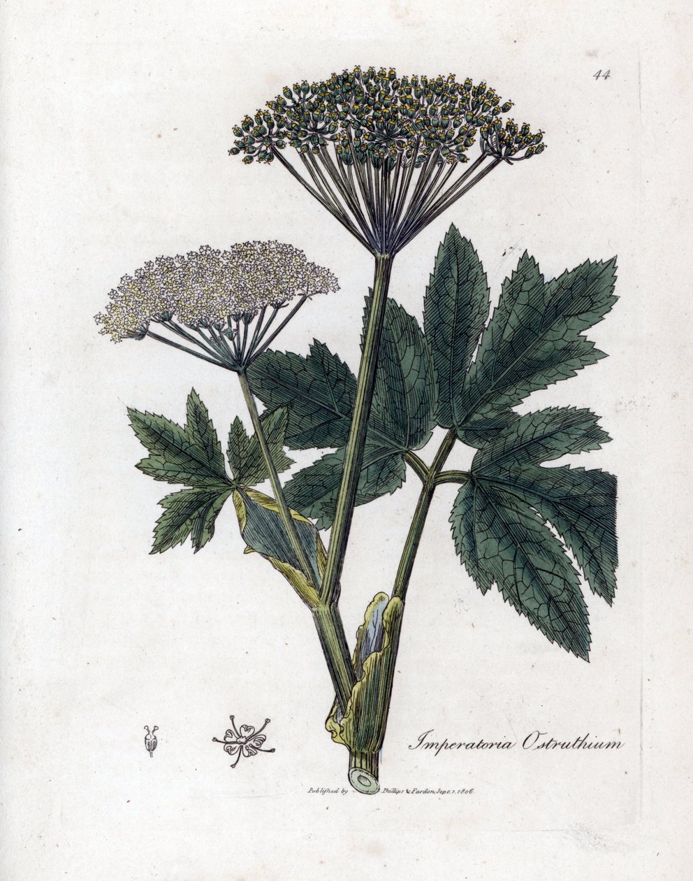 Benzoin vagy Imperatory - Közönséges mesterfű, Imperatoria ostruthium. Kézzel színezett rézmetszet James Sowerby botanikai illusztrációjából (William Woodville) és Sir William Jackson Hooker "" Medical Botany" című művéből, John Bohn, London alkotó: James Sowerby