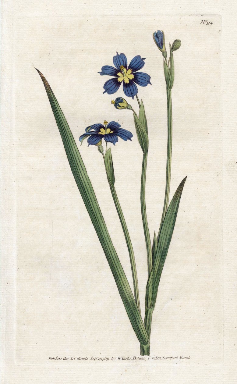 Bermud keskeny levelekkel – James Sowerby (1757-1822) litográfiája, William Curtis (1746-1799) a Botanical Magazine-ból alkotó: James Sowerby