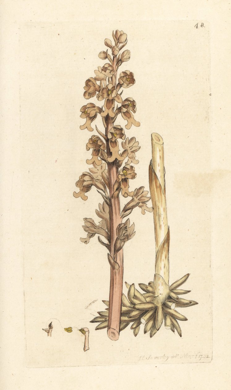 Madárfészek orchidea, Neottia nidus-avis (Madárfészek ophrys, Ophrys nidus-avis). Kézzel színezett rézmetszet James Sowerby illusztrációja nyomán James Smith angol botanikájából, London alkotó: James Sowerby