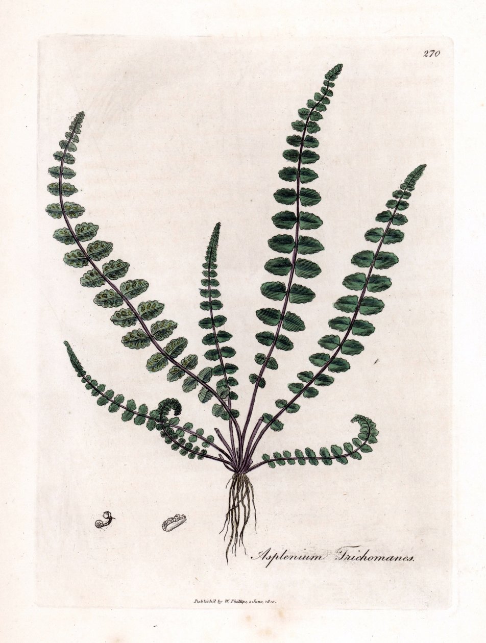 Fekete doradilla vagy álkapilláris (páfrány) - Közönséges leányszőr páfrány vagy lépfű, Asplenium trichomanes. Kézzel színezett rézmetszet James Sowerby botanikai illusztrációjából (William Woodville) és Sir William Jackson Hooker „” Medical Bo” című művéb alkotó: James Sowerby