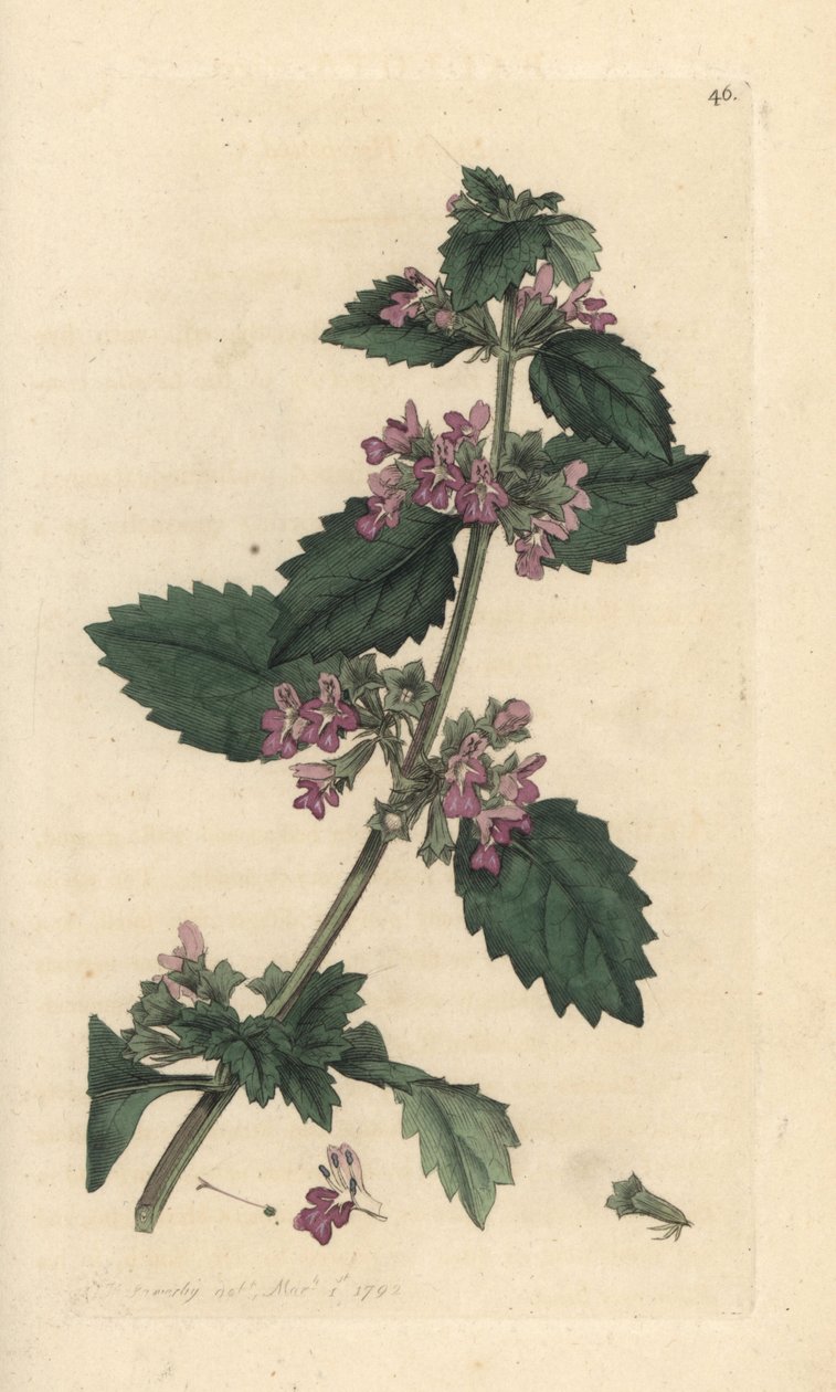 Fekete horehound, Ballota nigra (Ballote noire) Kézi színű rézmetszet James Sowerby illusztrációja után James Smith angol botanikájából, London alkotó: James Sowerby