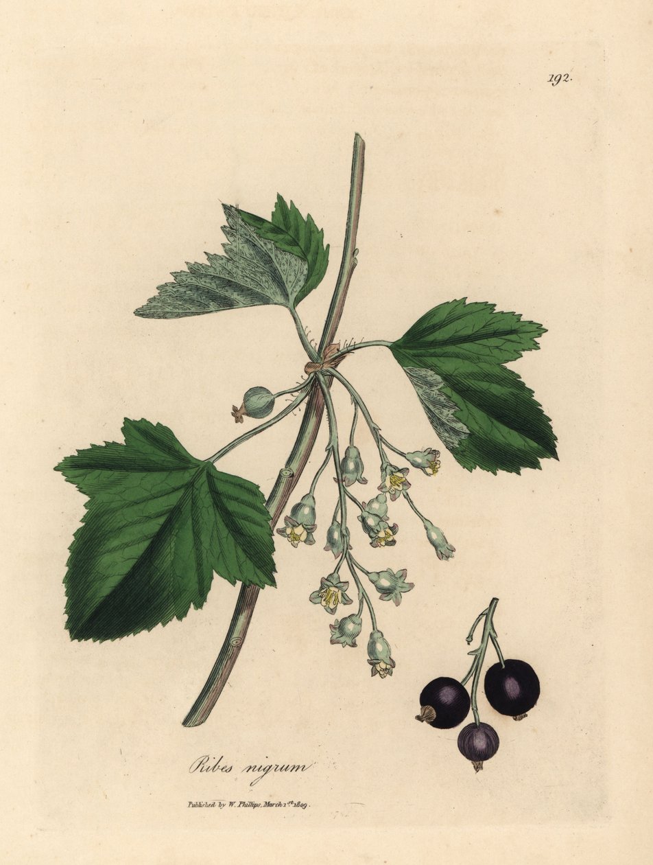 Fekete ribizli fa, Ribes nigrum alkotó: James Sowerby