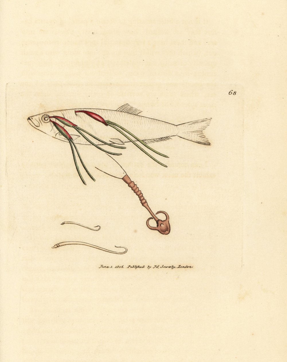 Vérrel táplálkozó copepod parazita permetszemen, Lernaeenicus sprattae (Lernaea sprrattae). És egy másik furcsa féreg, amelyet egy osztrigahéjon találtak. James Sowerby kézi színű rézmetszete a The British Miscellanyból, vagy új, ritka, színes figurák, alkotó: James Sowerby