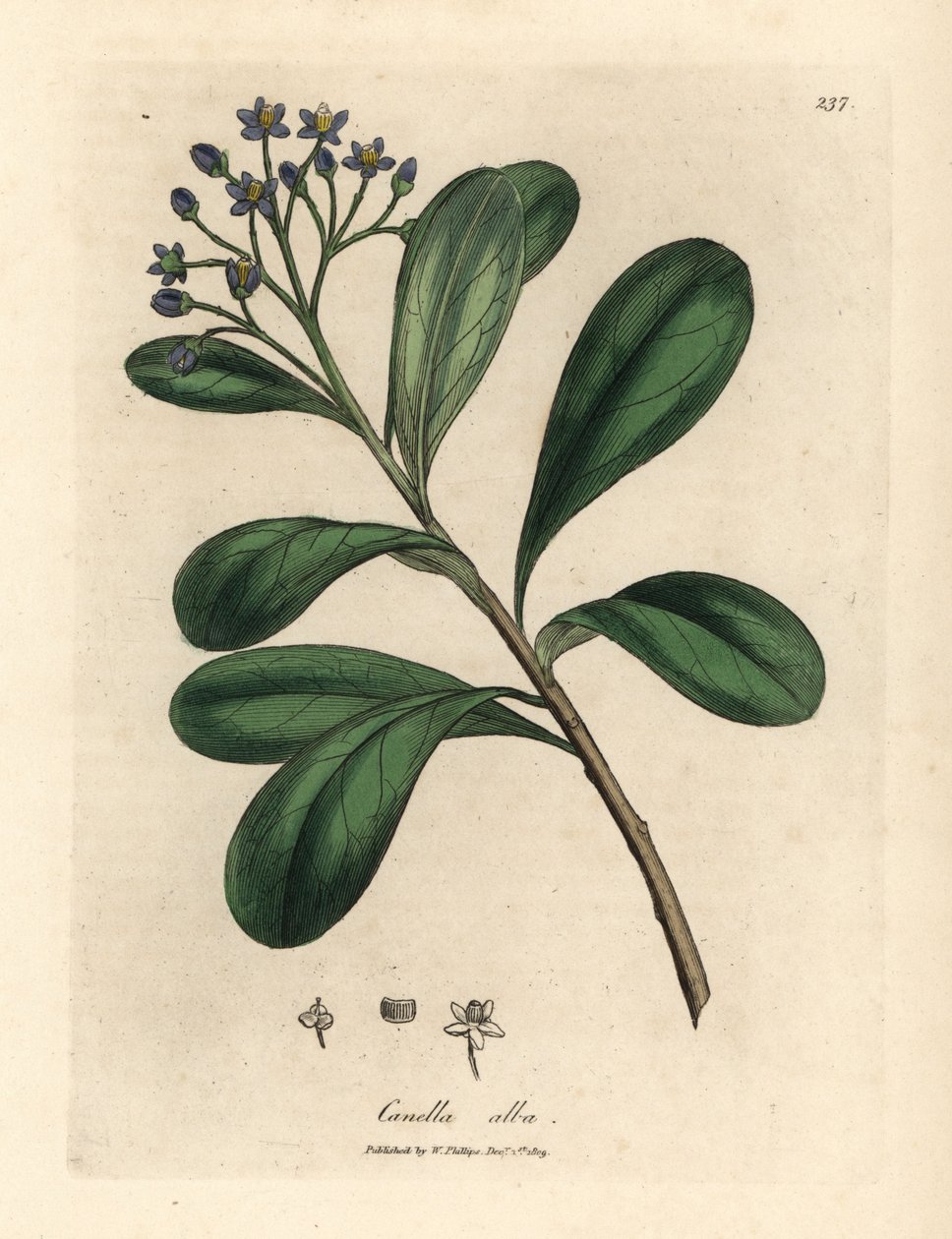 Kék virágú, babérlevelű canella, Canella alba, Canella winterana alkotó: James Sowerby