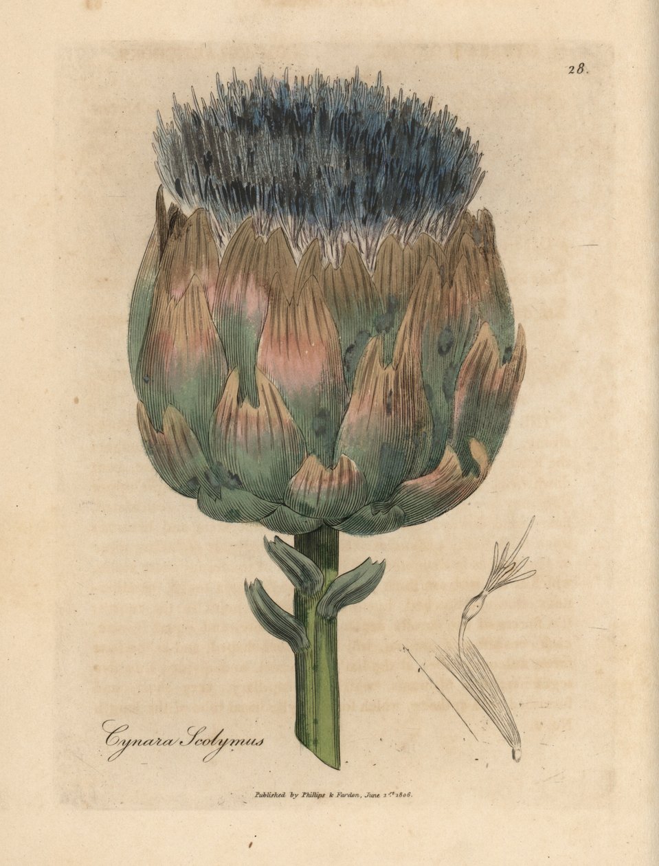 Kék és lila virágú articsóka, Cynara scolymus alkotó: James Sowerby