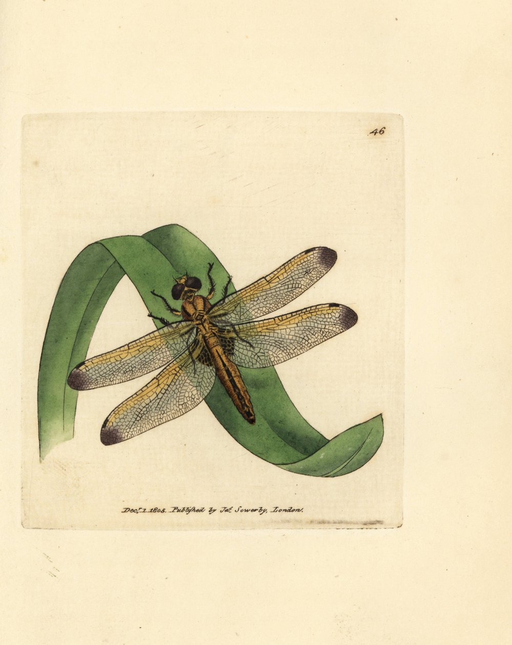 Kék kergető, Libellula fulva (foltos szitakötő, Libellula conspurcata). James Sowerby kézi színű rézmetszete a The British Miscellany-ból, vagy új, ritka vagy kevéssé ismert állattémák színes figurái. alkotó: James Sowerby