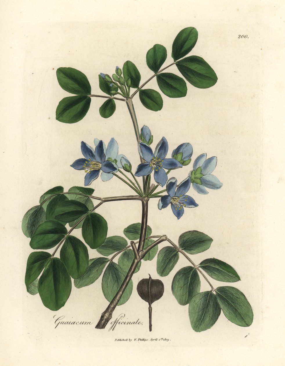 Kék virágú Guaiacum officinale alkotó: James Sowerby