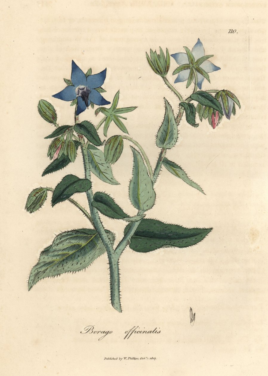 Kék virágú borágó, Borago officinalis alkotó: James Sowerby