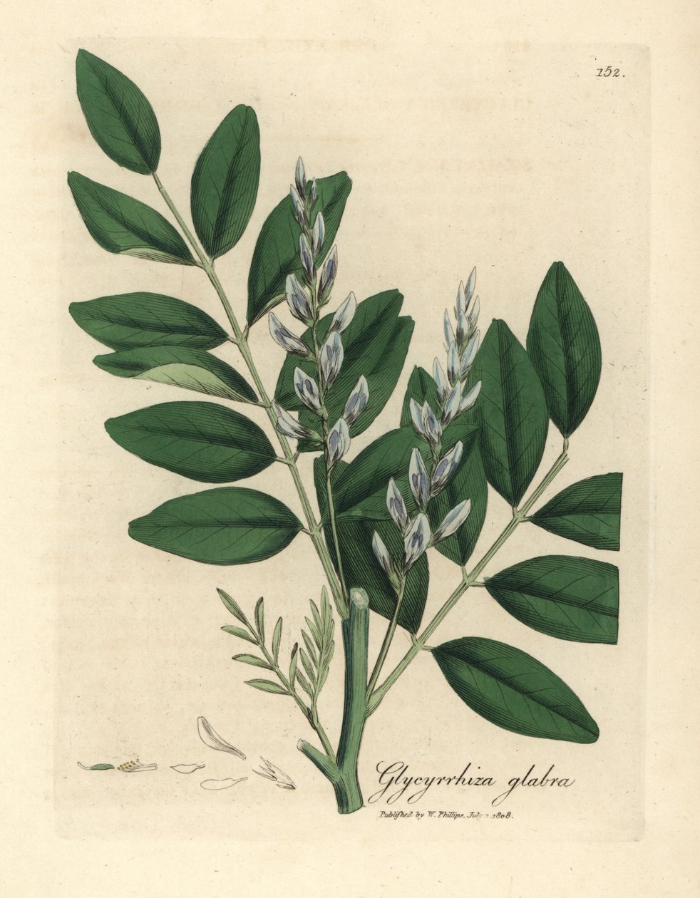 Kék virágú közönséges édesgyökér, Glycyrrhiza glabra alkotó: James Sowerby