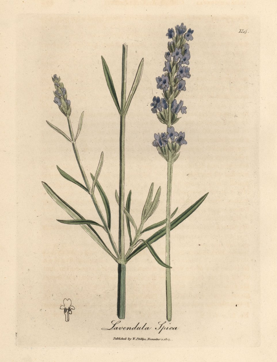 Kék virágú levendula, Lavandula spica alkotó: James Sowerby
