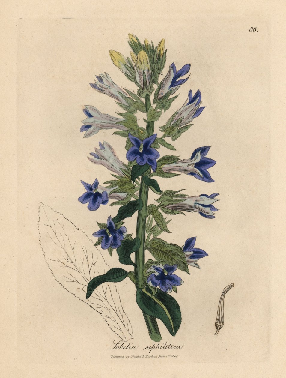 Kék virágú lobelia vagy bíborvirág, Lobelia siphilitica alkotó: James Sowerby