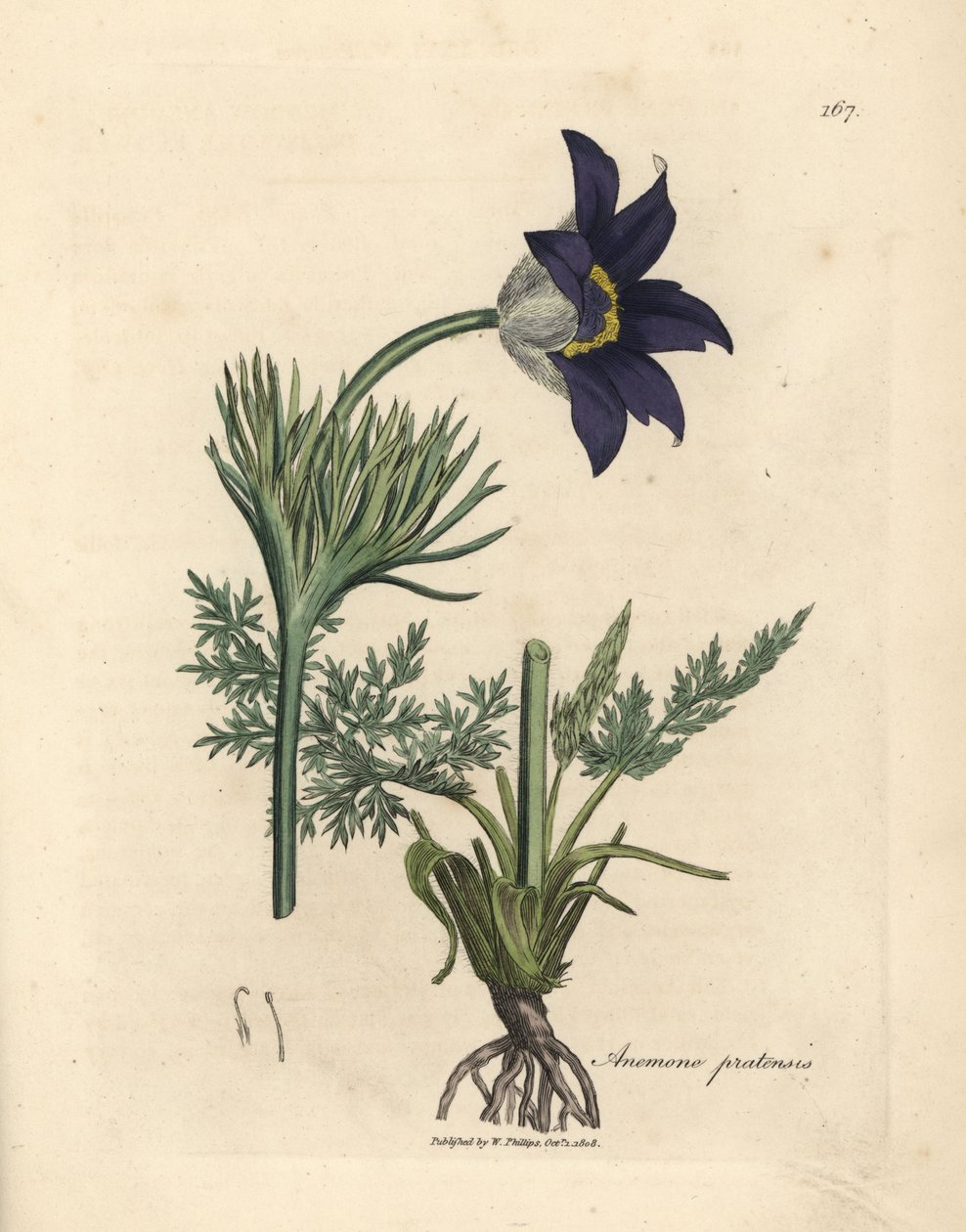 Kék virágú réti kökörcsin vagy pálinkavirág, Anemone pratensis alkotó: James Sowerby