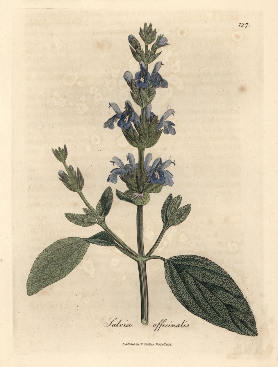 Kék virágú zsálya, Salvia officinalis alkotó: James Sowerby
