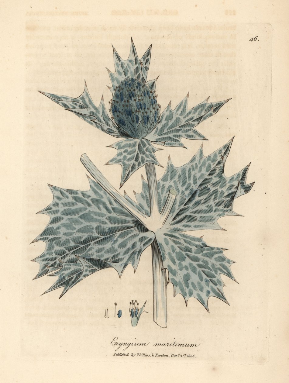 Kék virágú tengeri magyal vagy eryngo, Eryngium maritinum alkotó: James Sowerby