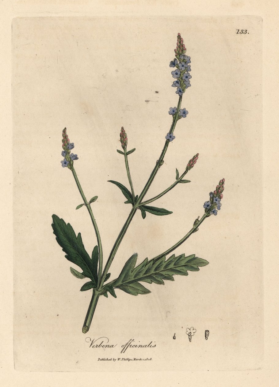 Kék virágú verbéna, Verbena officinalis alkotó: James Sowerby