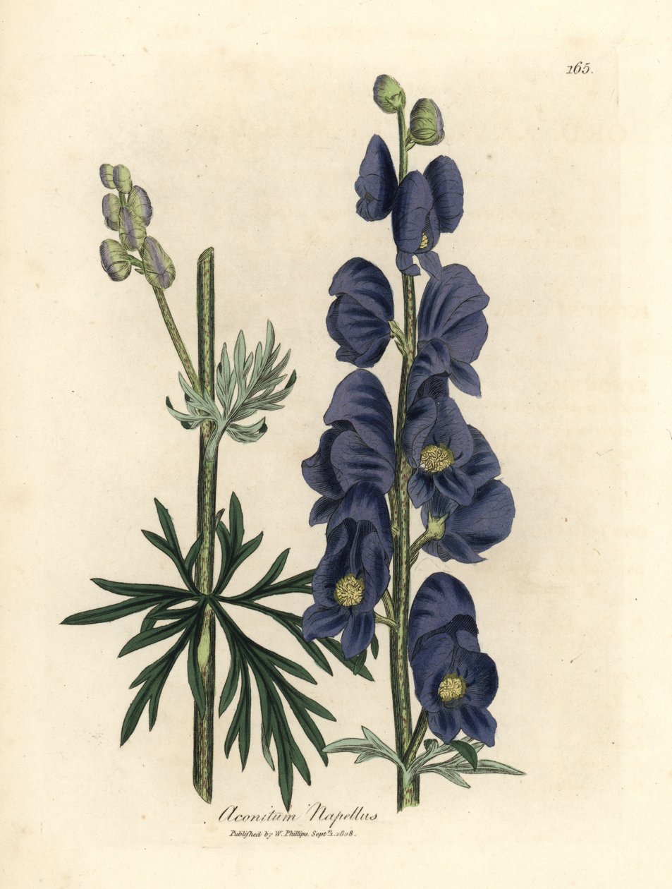 Kék virágú farkas- vagy szerzetesi csuklya, Aconitum napellus alkotó: James Sowerby