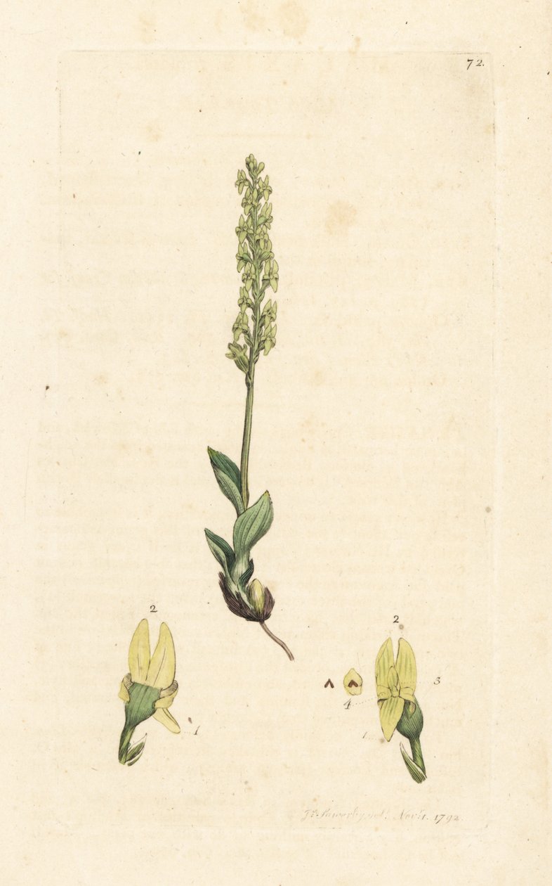 Mocsári orchidea, Hammarbya paludosa (Marsh tway-blade, Malaxis paludosa). Kézzel színezett rézmetszet James Sowerby illusztrációja nyomán James Smith angol botanikájából, London alkotó: James Sowerby