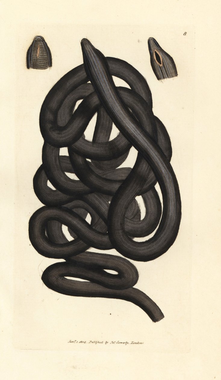 Csizmafűző féreg, Lineus longissimus. James Sowerby kézi színű rézmetszete a The British Miscellany-ból, vagy új, ritka vagy kevéssé ismert állattémák színes figurái. alkotó: James Sowerby